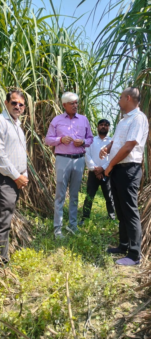 गन्ना की उत्तम खेती के लिए एसटीटी विधि से तैयार पौध सर्वोत्तम
