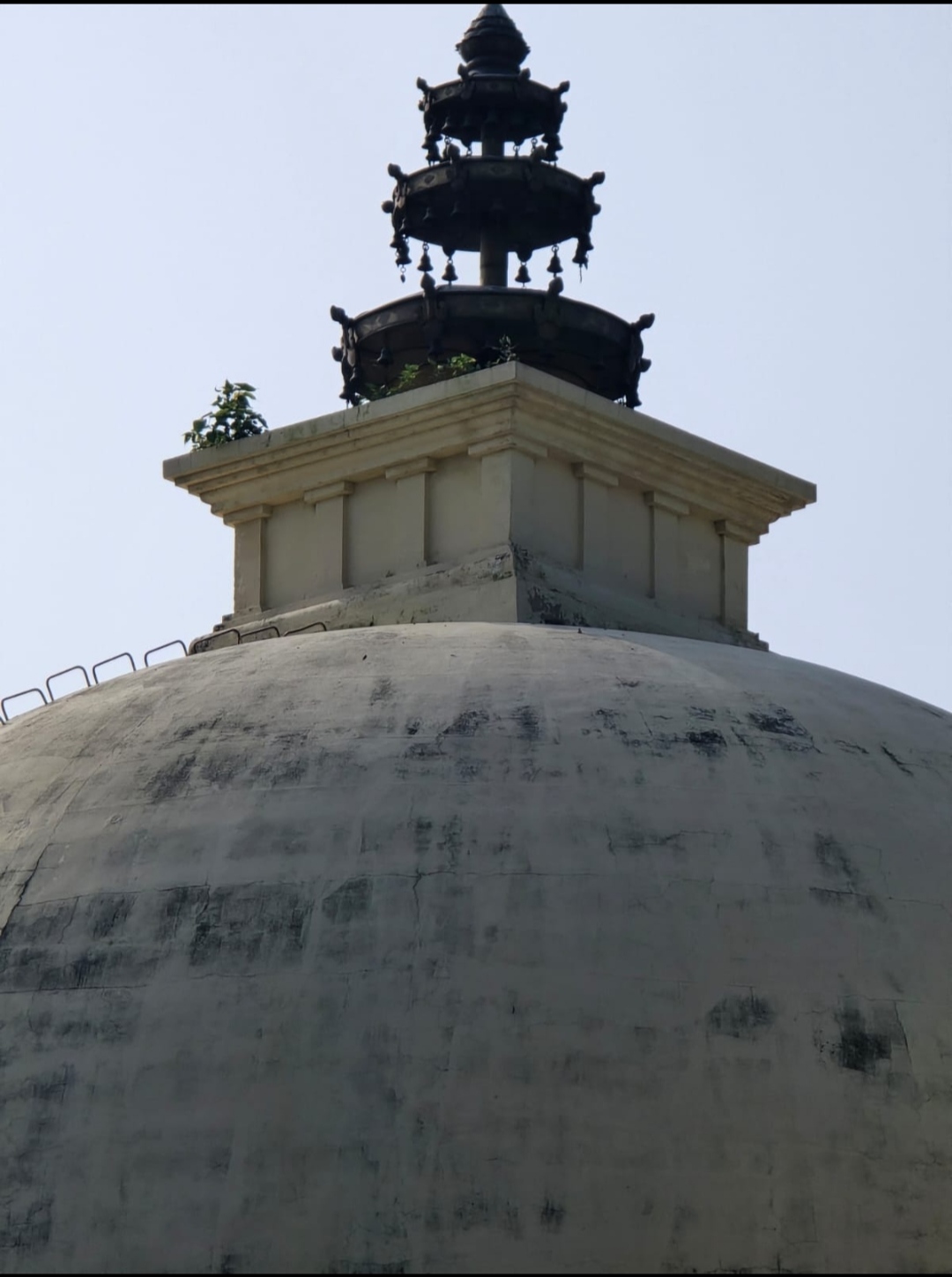 स्तूप को क्षतिग्रस्त कर सकते है शीर्ष पर उगे पीपल के पौधे 👉 कभी पीपल (बोधिवृक्ष) के नीचे सिद्धार्थ को हुई थी ज्ञान प्राप्ति, आज उनके स्तूप के लिए बने खतरा